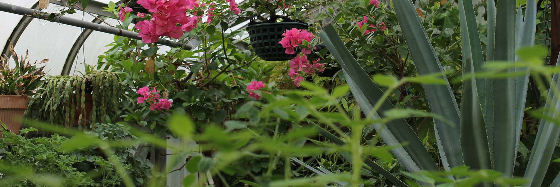 Looking into one of the greenhouse rooms filled with plants.