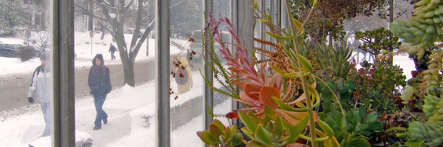 Looking outside from the cactus room to snow-covered streets and sidewalks.