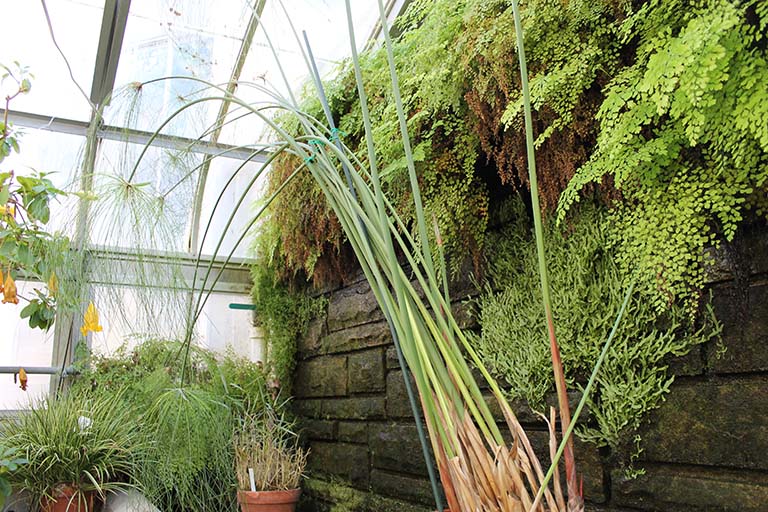Cyperus papyrus in the Jordan Hall greenhouse at Indiana University Bloomington.